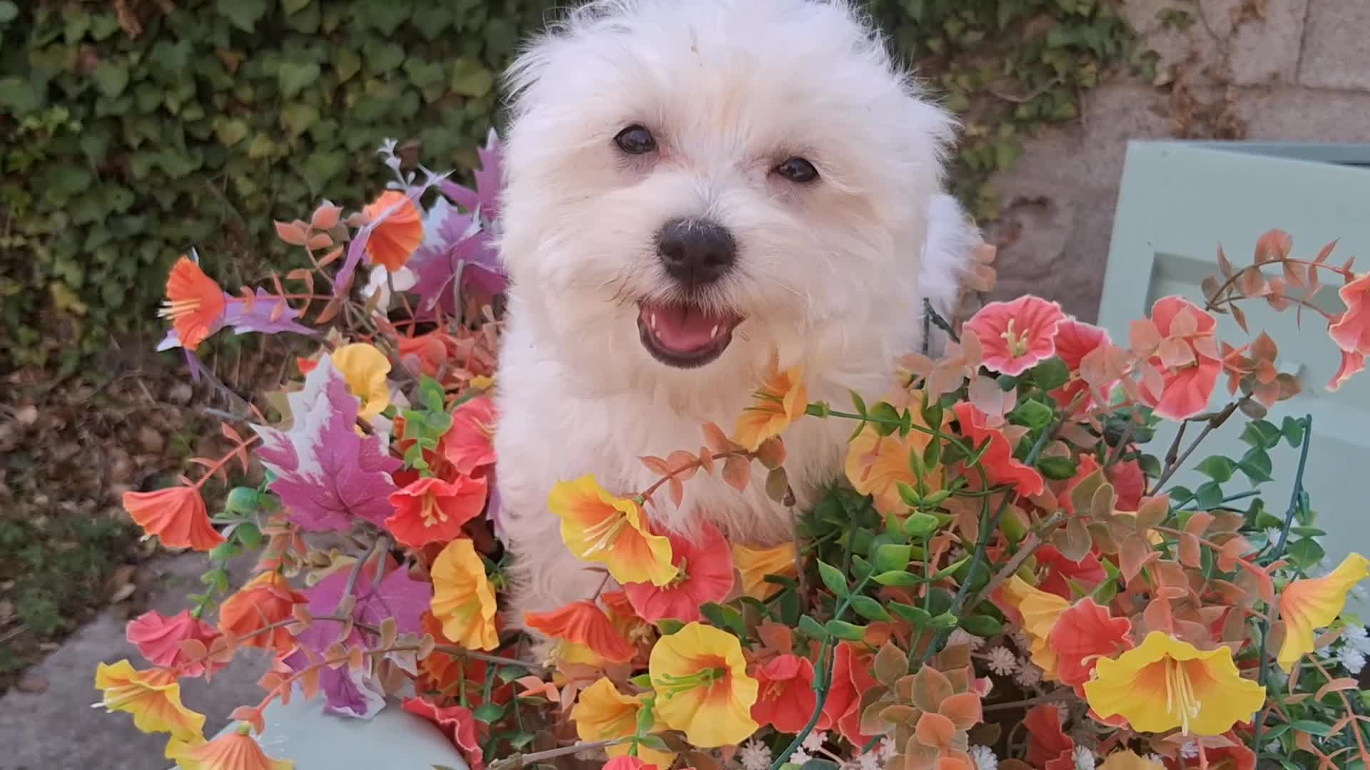 Bichón Maltés perros en venta: Bichón Maltés Americano - Video 1