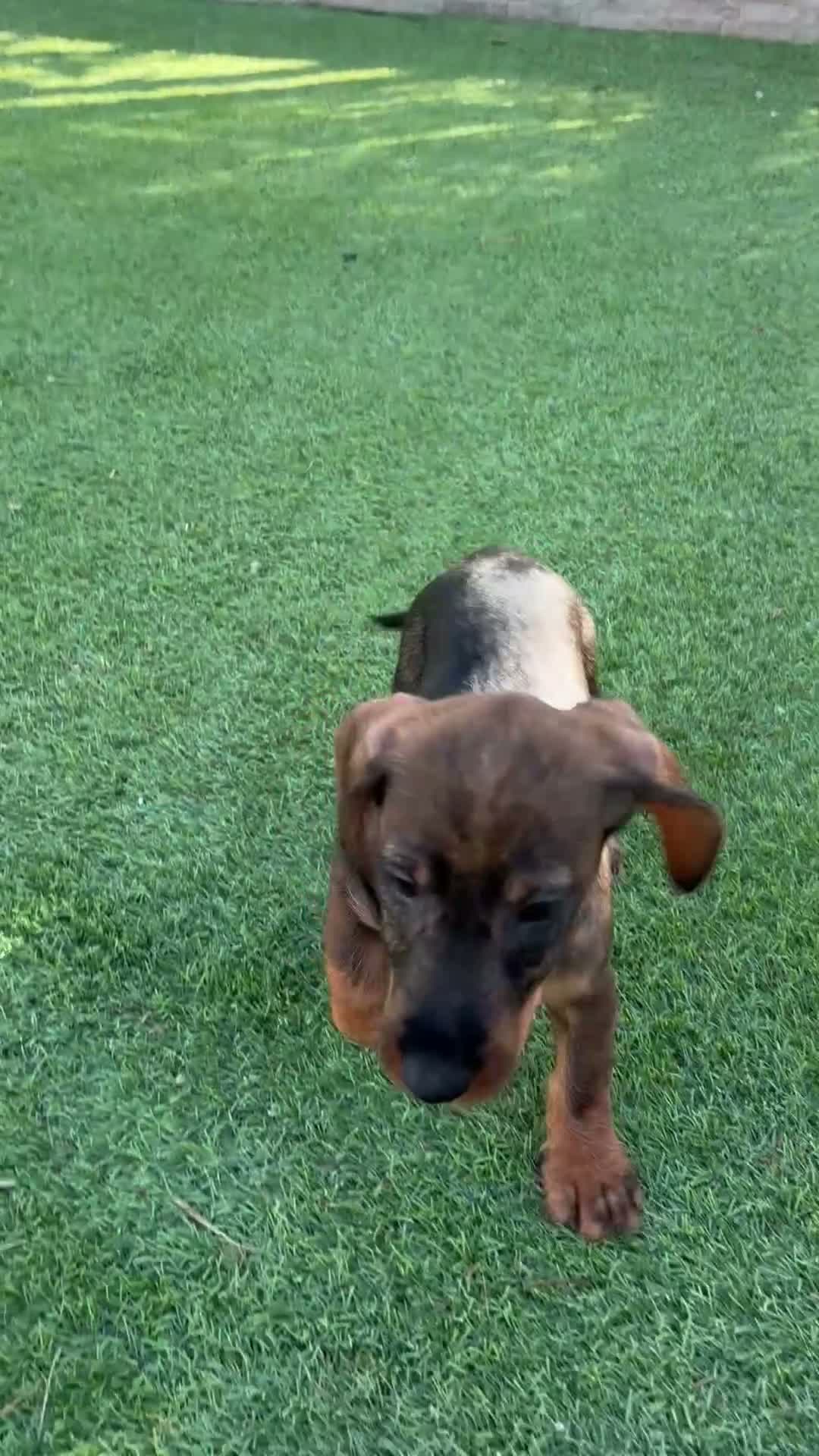 Teckel perros en venta: Cachorro teckel color jabalí  - Video 1