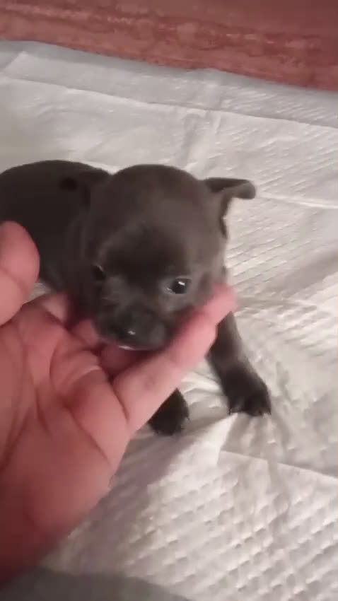 Chihuahua perros en venta: Chihuahua  - Video 3