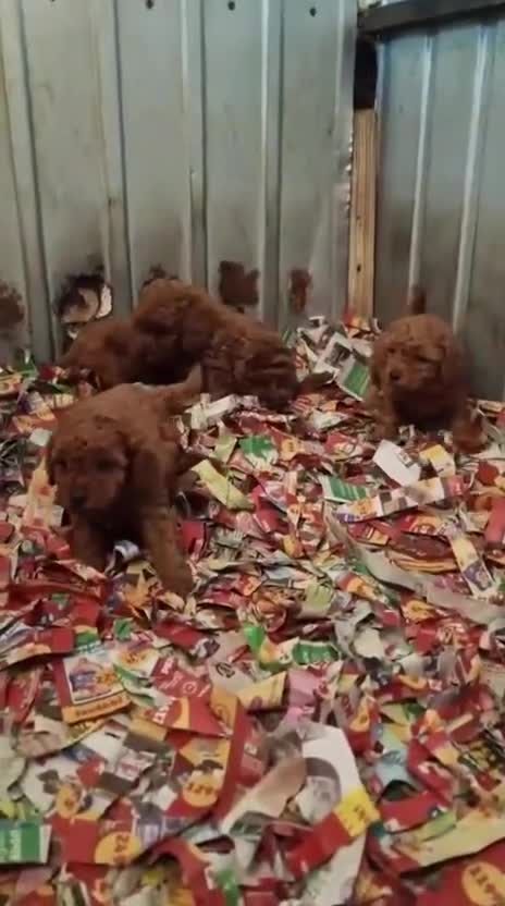 Caniche Toy perros en venta: ‼️‼️CANICHES ROJOS 50% ASIÁTICOS  - Video 1