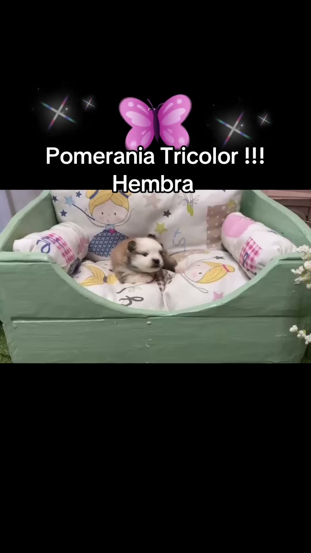 Pomerania perros en venta: Pomeranias muy bonitos !!! - Video 1
