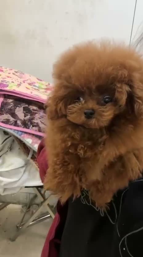 Caniche Toy perros en venta: Caniche tea cup para montas  - Video 1