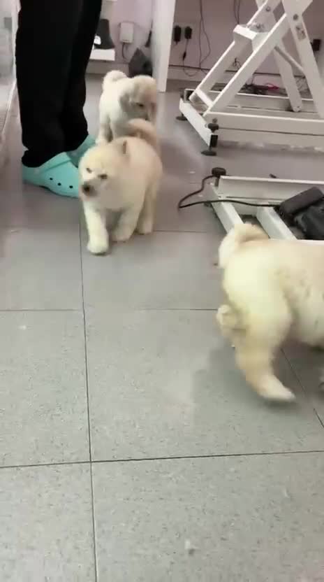 Caniche Gigante perros en venta: Caniche gigante  - Video 2