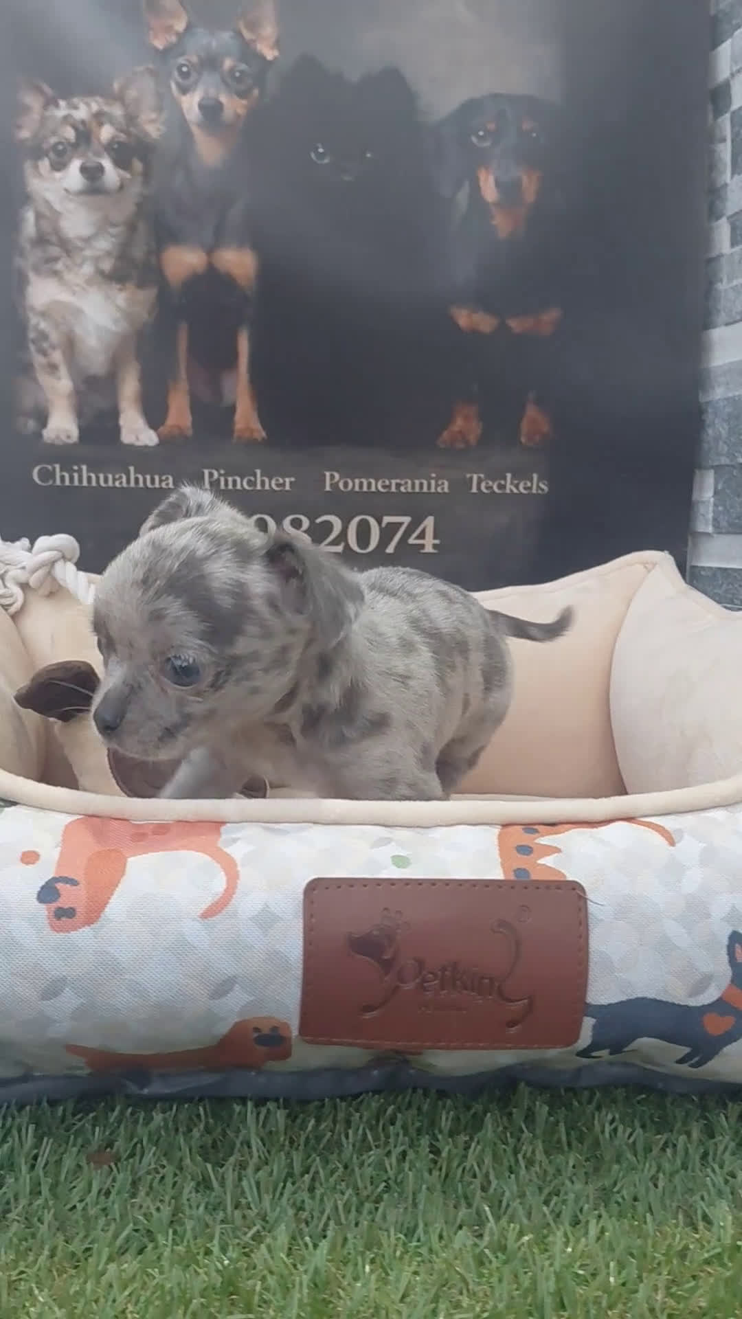 Chihuahua perros en venta: Chihiuahuas - Video 1