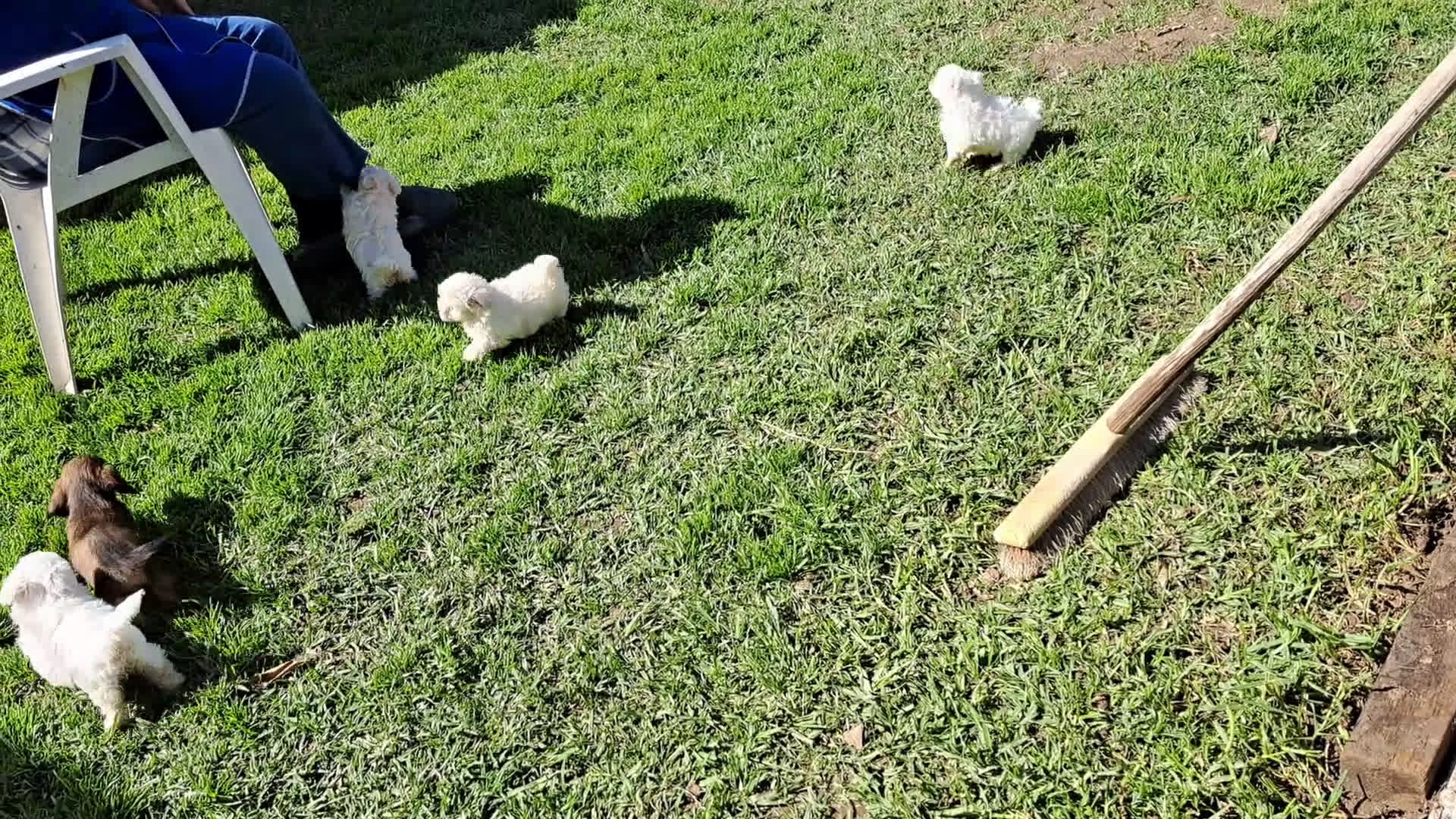 Bichón Maltés perros en venta: Bichon maltes  - Video 1