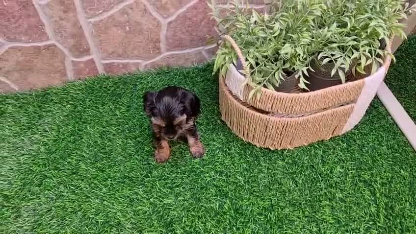 Yorkshire Terrier perros en venta: Yorkshire terrier - Video 1