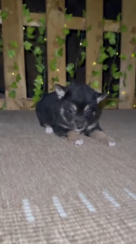 Shiba Inu perros en venta: Preciosos Shiba Inu auténticos  - Video 2