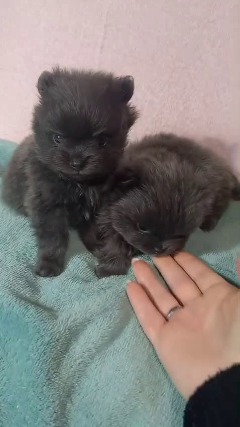 Pomerania perros en venta: Pomera en el macho azul sólido - Video 2