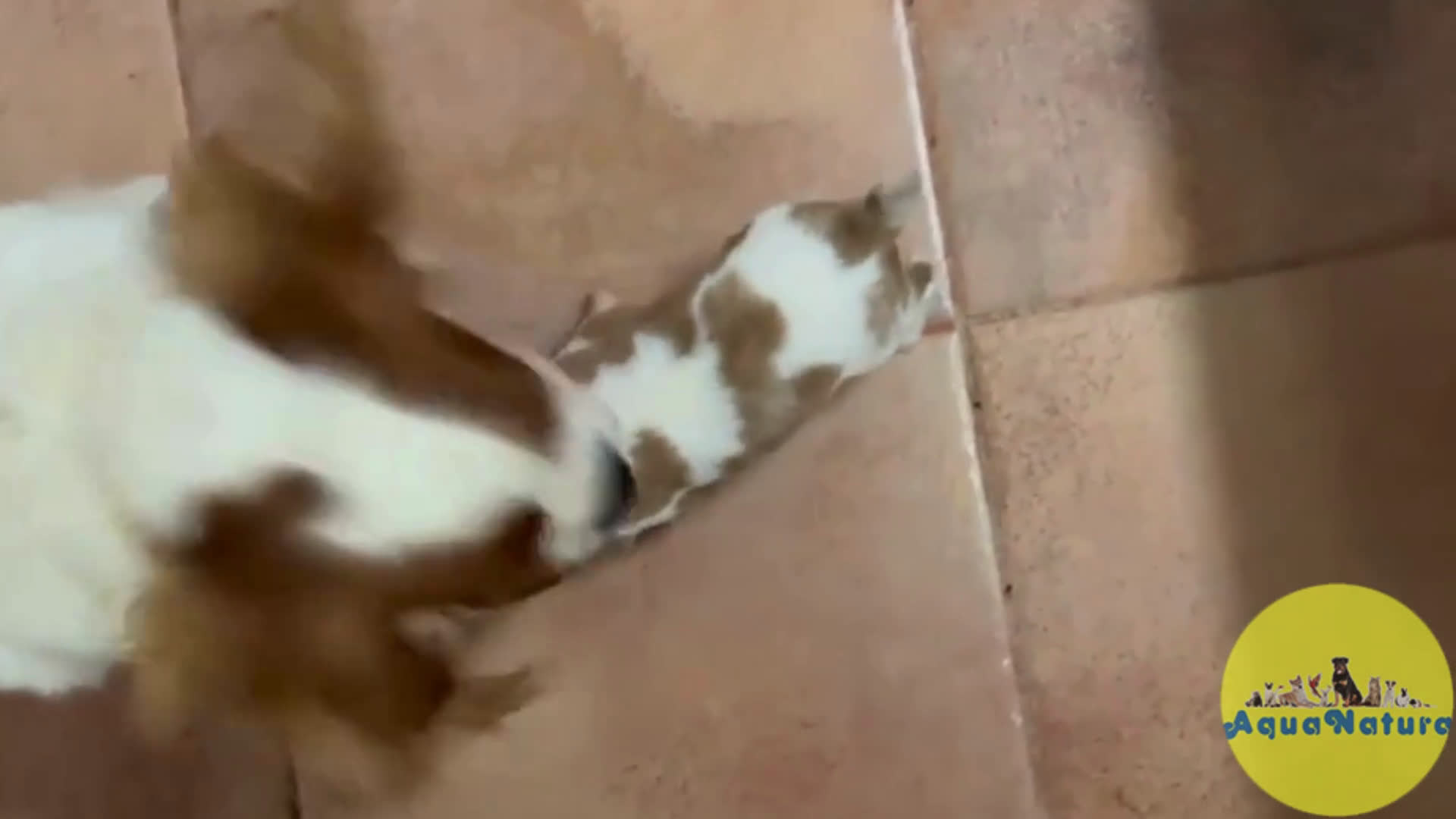 Cavalier King Charles Spaniel perros en venta: Cavalier King Macho de Molly AQUANATURA - Video 1