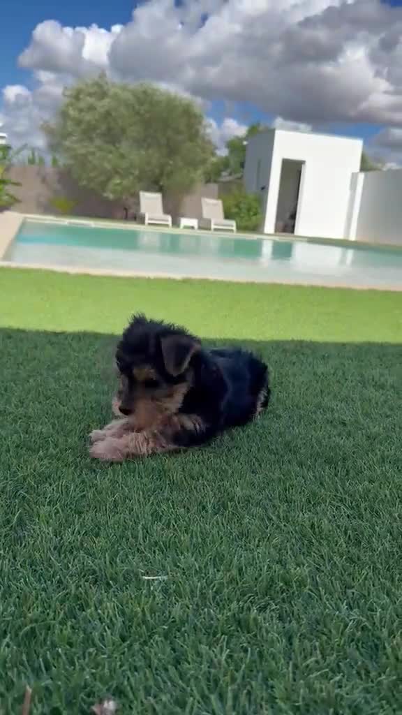 Yorkshire Terrier perros en venta: Yorkshire terrier Toy super pequeños  - Video 1