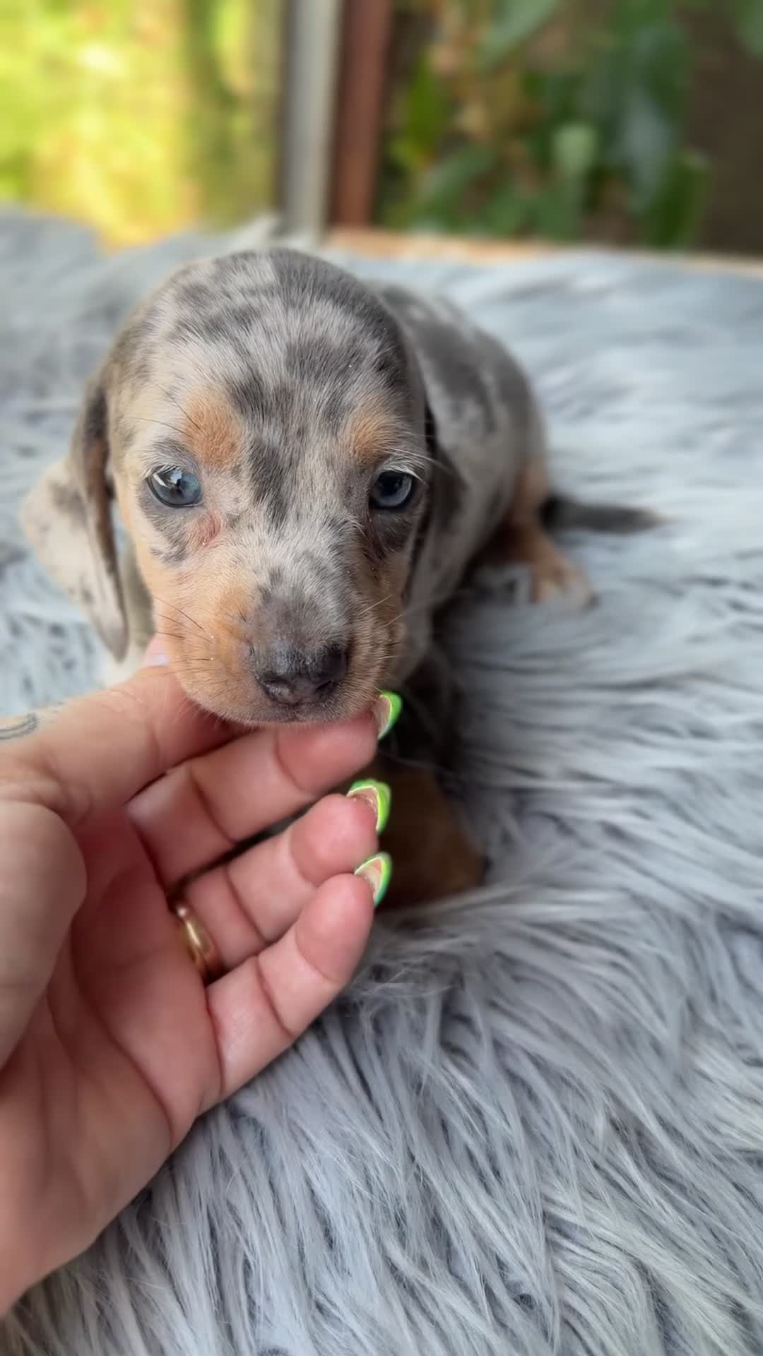Teckel Miniatura perros en venta: Teckel Arlequin mini  - Video 2