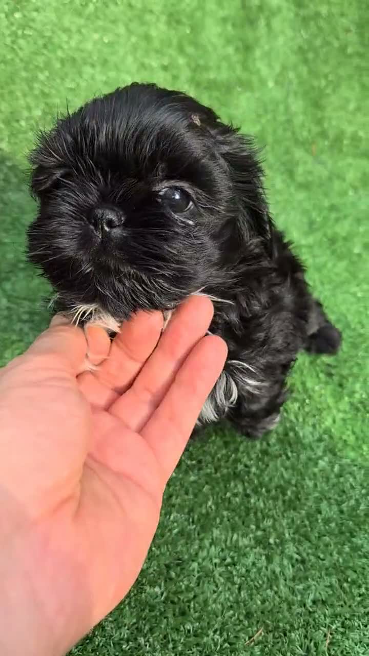 Shih Tzu perros en venta: Machitos shih tzus  - Video 1