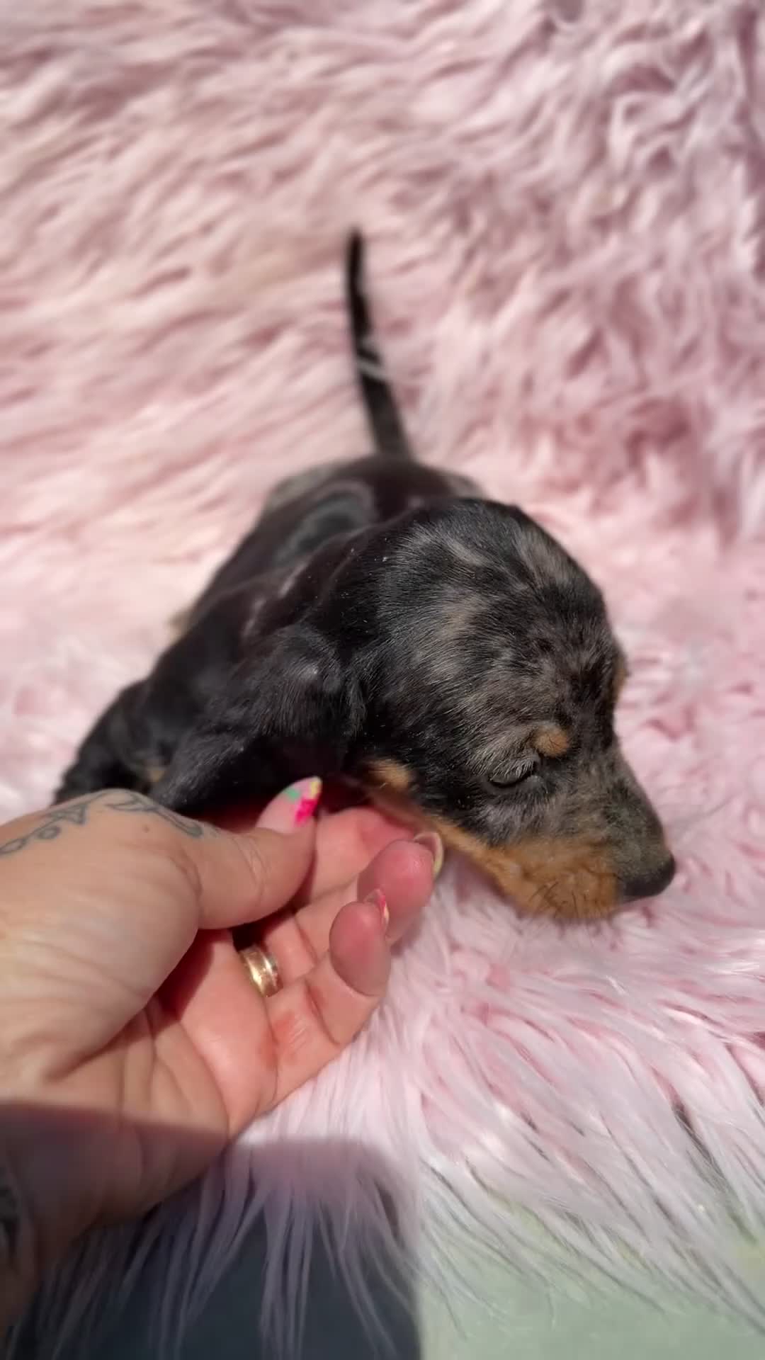 Teckel Miniatura perros en venta: Teckel mini arlequin Blue  - Video 1