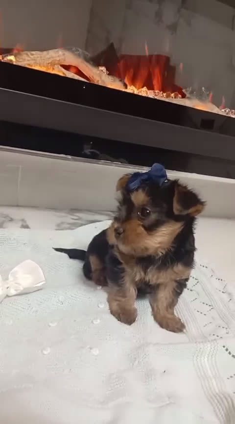 Yorkshire Terrier perros en venta: Yorkshire terrier Toy Machos precioso - Video 1