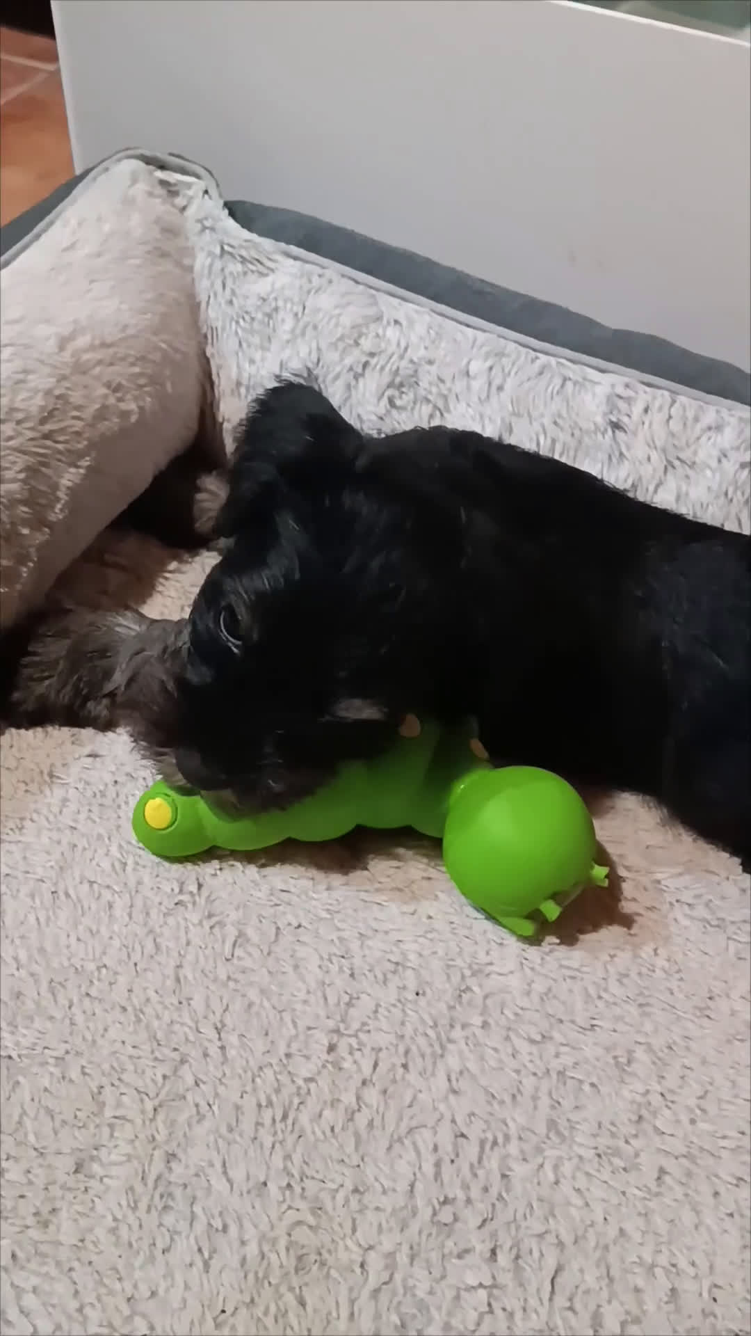 Schnauzer Miniatura perros en venta: Schnauzer mini negro-plata - Video 1