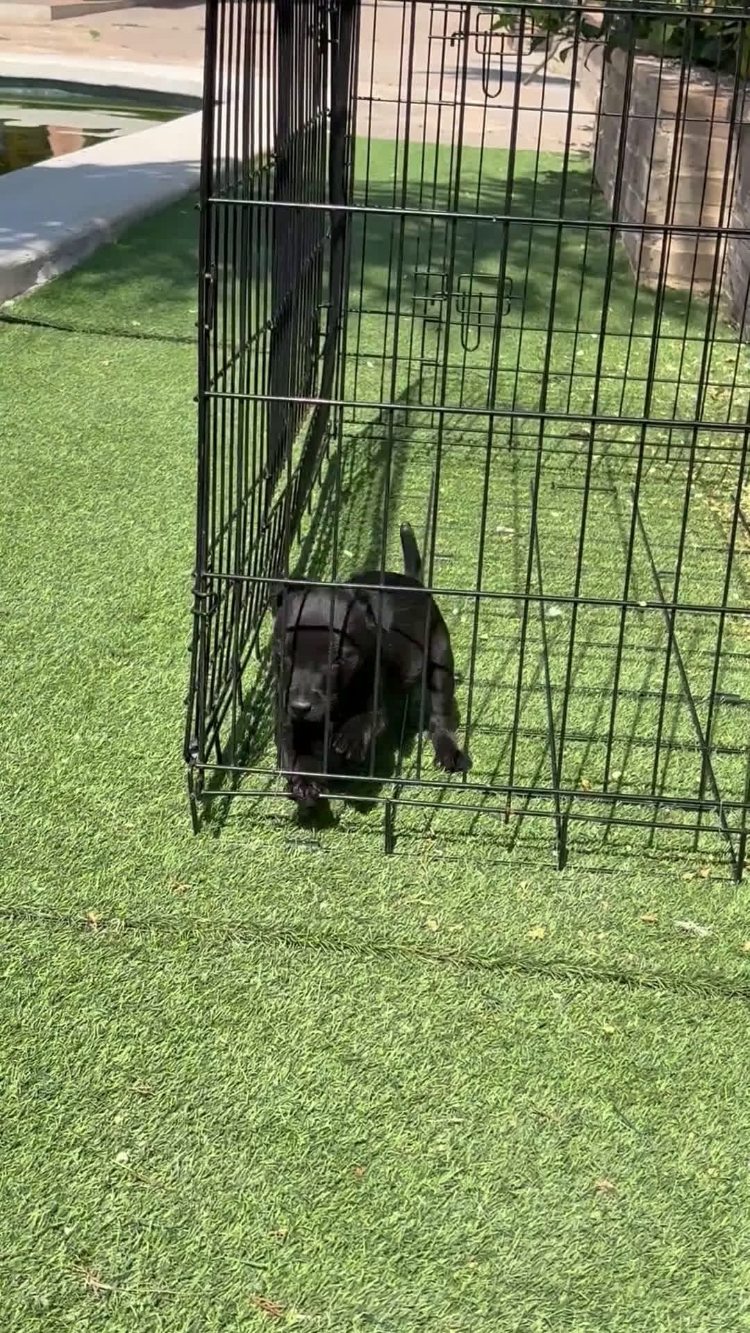 Jack Russell Terrier perros en venta: Cachorra de Patterdale  - Video 2