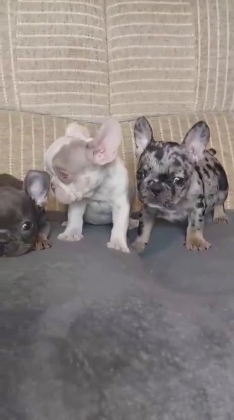 Bulldog Francés perros en venta: ‼️‼️BULLDOG FRANCES EXÓTICOS - Video 1