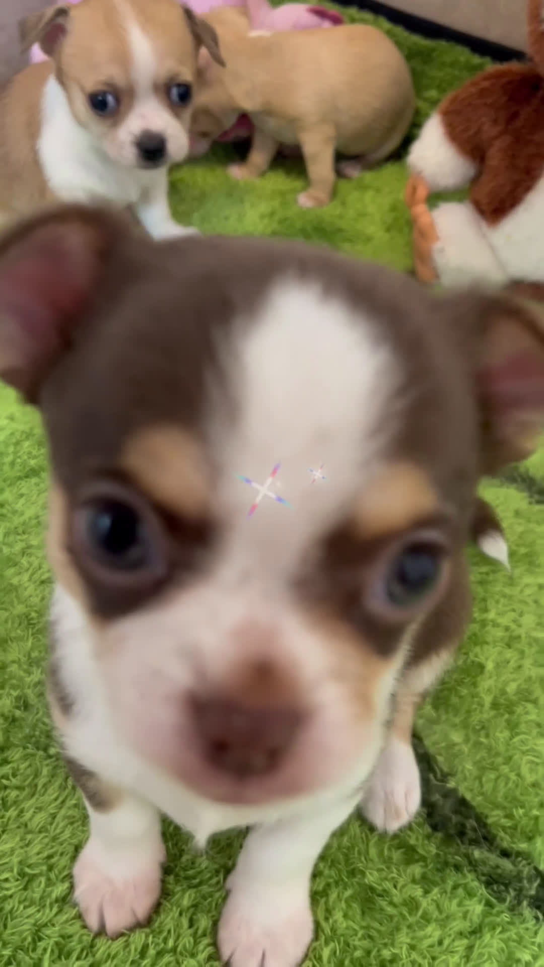 Chihuahua perros en venta: Chihuahuas miniaturas  - Video 1