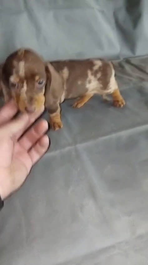 Teckel Miniatura perros en venta: Hembras teckel arlequín choco kaninchen - Video 2