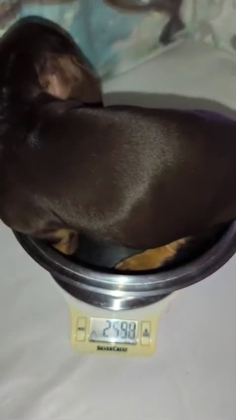 Teckel perros en venta: Teckel kanichen  - Video 1