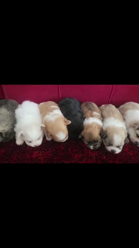 Pomerania perros en venta: Pomerania - Video 4