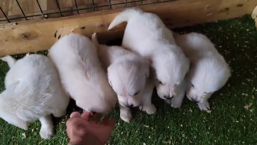 Golden Retriever perros en venta: 2 Últimos cachorro de Golden Macho disponible - Video 1