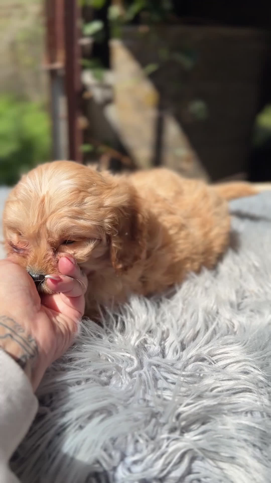 Cavapoo perros en venta: Cavapoo Apricot  - Video 1