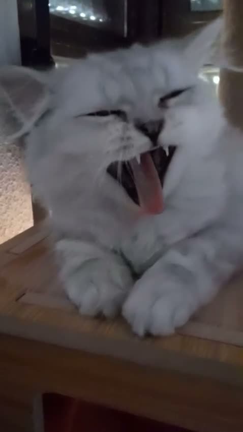 Persa gatos en venta: Persa chinchilla  - Video 1