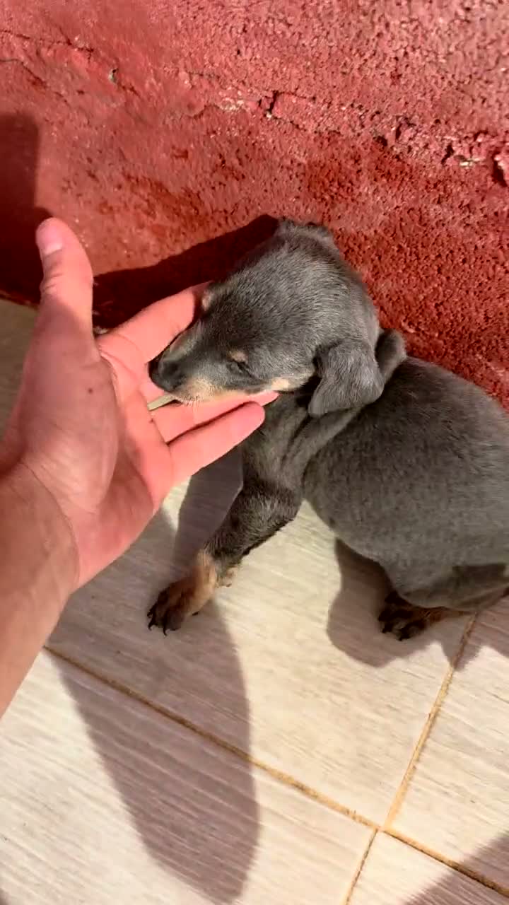 Pinscher Miniatura perros en venta: PINCHER ESTANDAR BLUE - Video 1