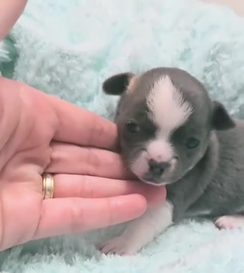 Chihuahua perros en venta: Chihuahua precio real - Video 2