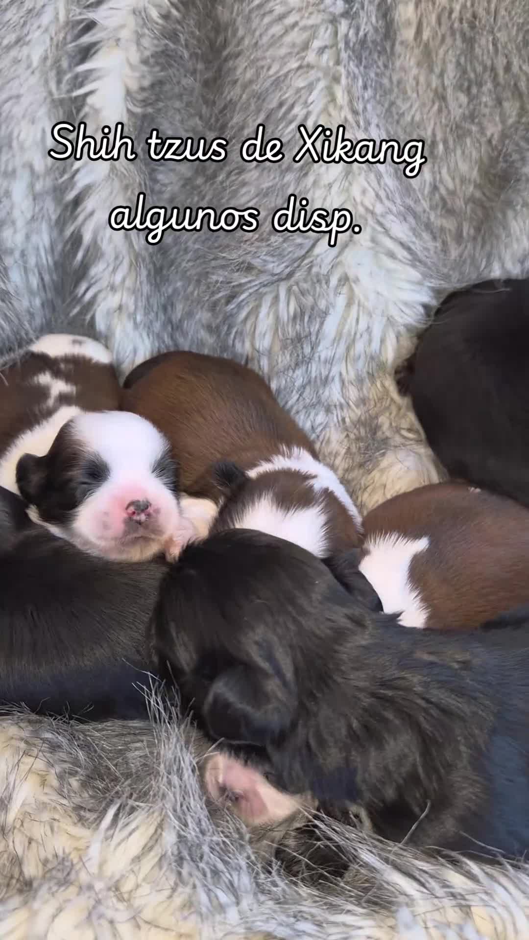 Shih Tzu perros en venta: Exclusivos shih tzus - Video 1