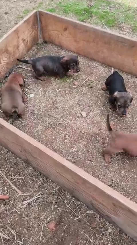 Teckel Miniatura perros en venta: Teckel  - Video 1