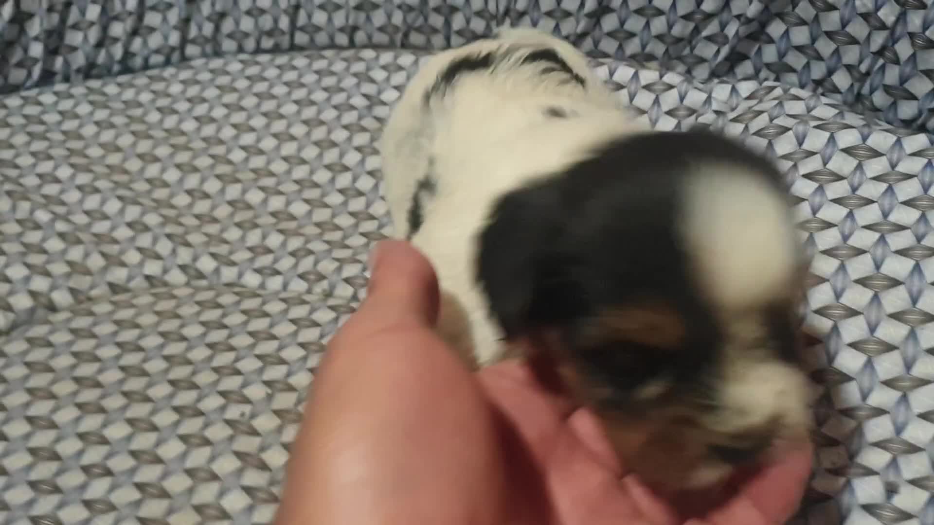 Biewer Yorkshire Terrier a la Pom Pon perros en venta: Biewer con pedigree excelente cachorros - Video 2