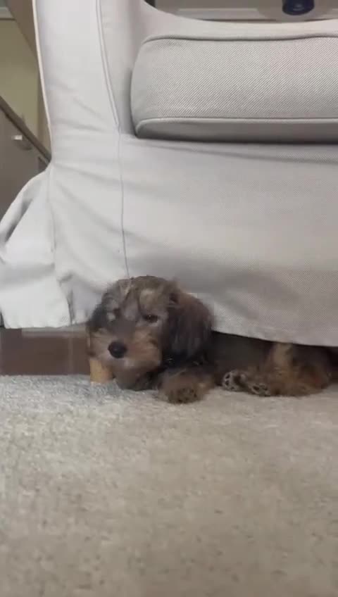 Teckel Miniatura perros en venta: TECKEL KANINCHEN DE PELO DURO Y MINIATURA  - Video 3
