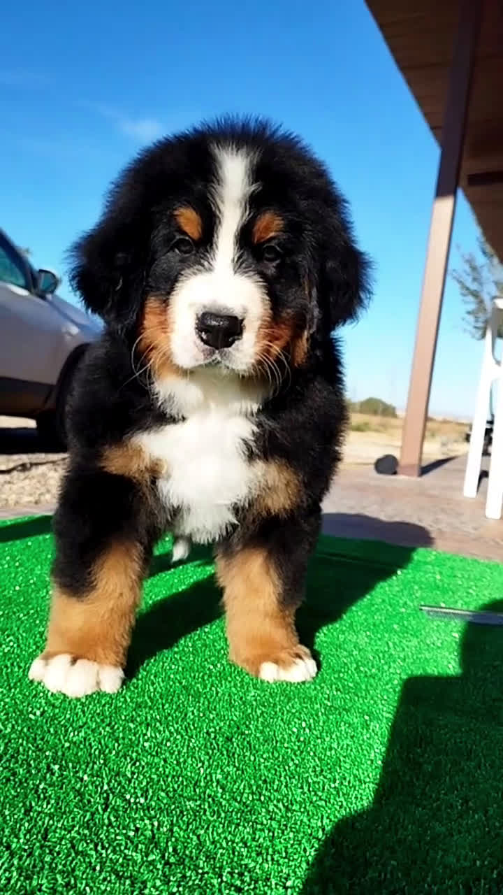 Boyero de Berna perros en venta: Boyeros de Berna impresionantes - Video 3