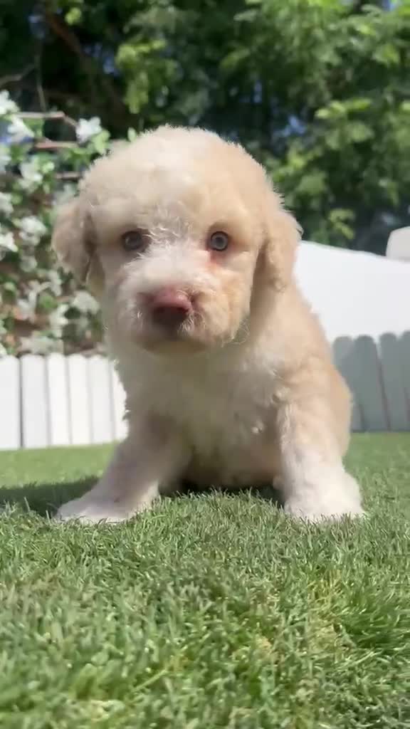 Perro de Agua Español perros en venta: PERRO DE AGUA  - Video 1