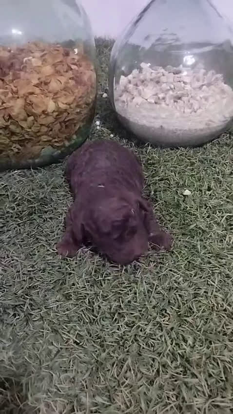 Perro de Agua Español perros en venta: Preciosos Perros de agua - Video 5