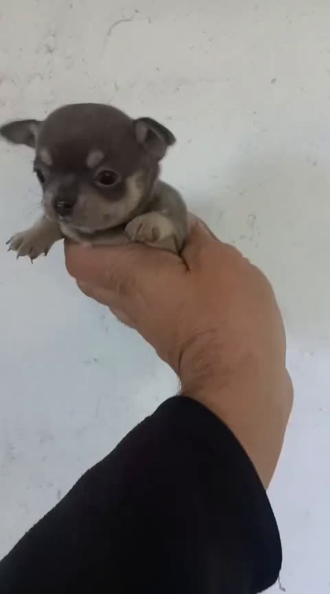 Chihuahua perros en venta: CACHORROS CHIHUAHUA  - Video 1