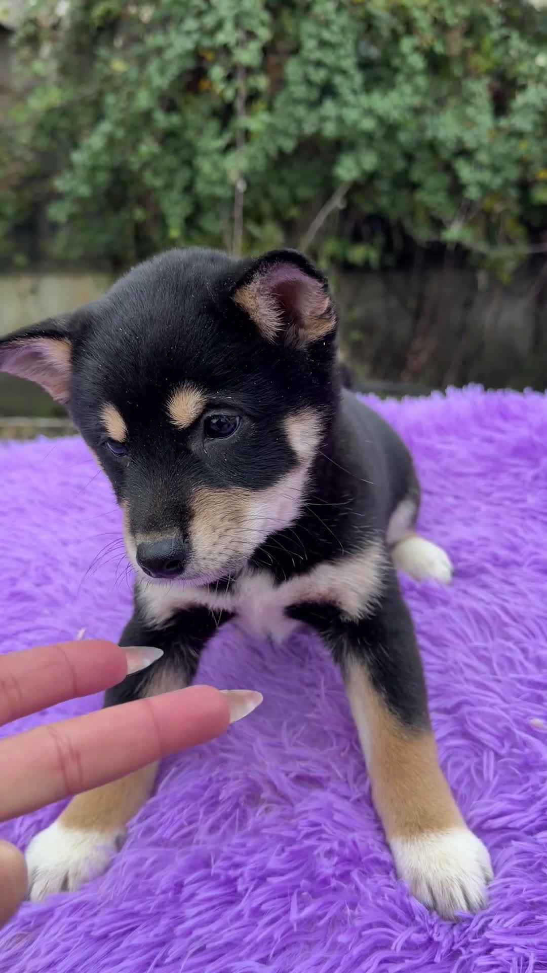 Shiba Inu perros en venta: Shiba Inu Negra  - Video 1