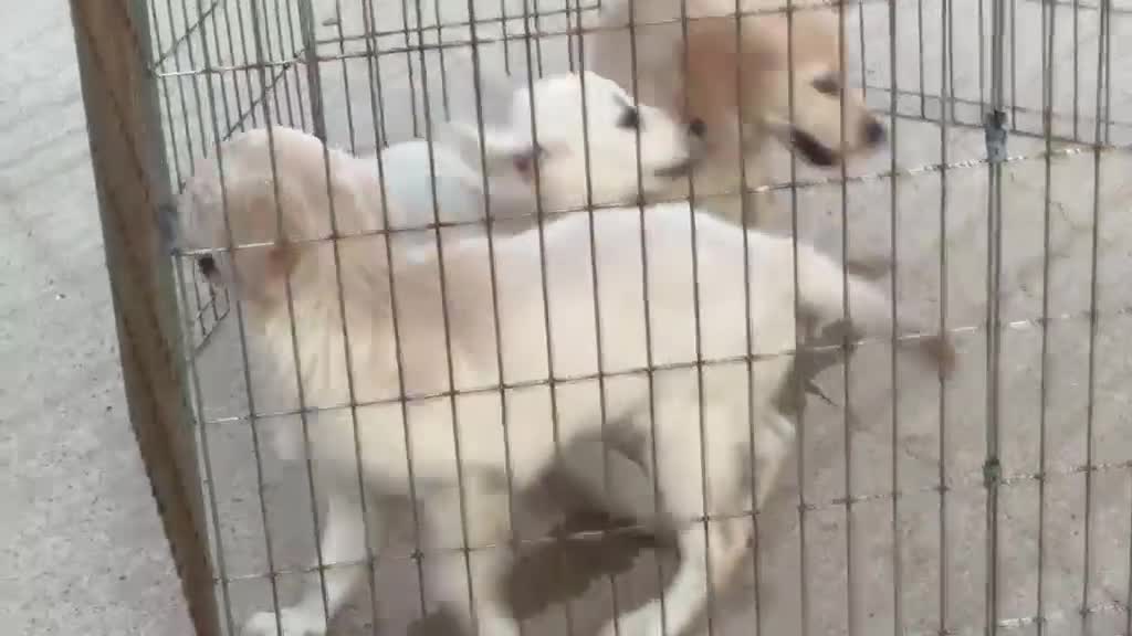 Golden Retriever perros en venta: Cachorros de Golden Retriever  - Video 1