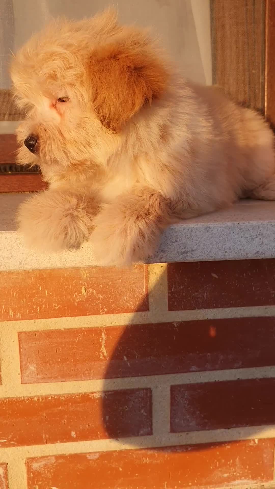 Maltipoo perros en venta: Maltipoo cachorro macho - Video 1