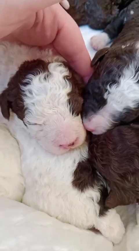 Perro de Agua Español perros en venta: Cachorritas de perro de aguas 🇪🇸 - Video 2