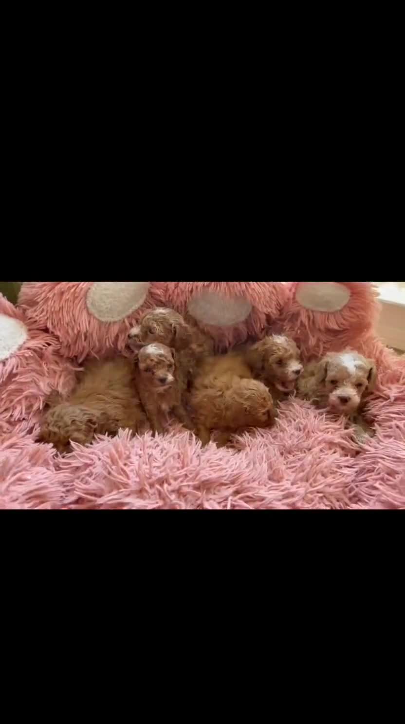 Caniche Toy perros en venta: CANICHE TOY - Video 1