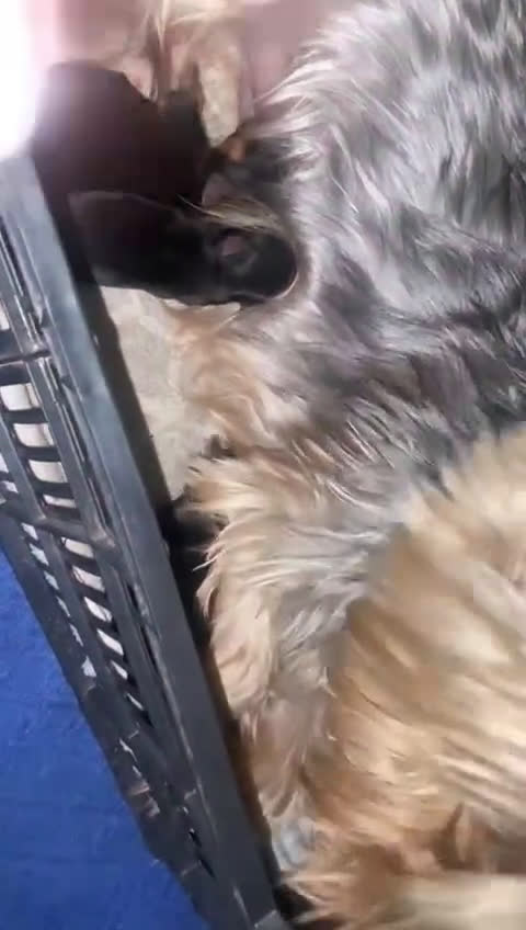 Yorkshire Terrier perros en venta: Yorkshire toy  - Video 1