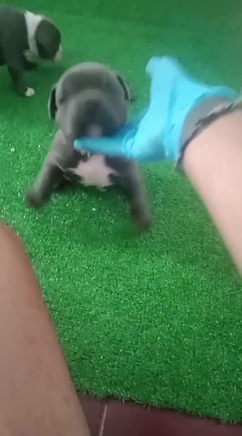 American Bully perros en venta: Cachorro de american bully  - Video 1