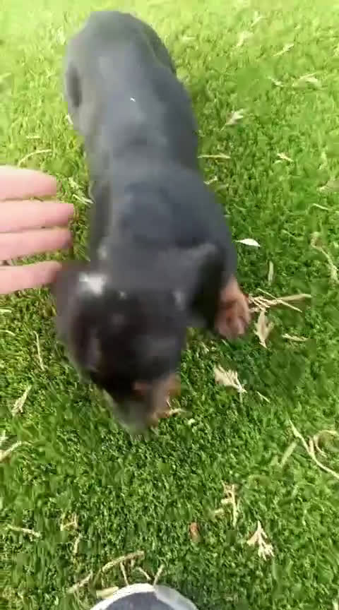 Teckel perros en venta: Teckel macho  - Video 1