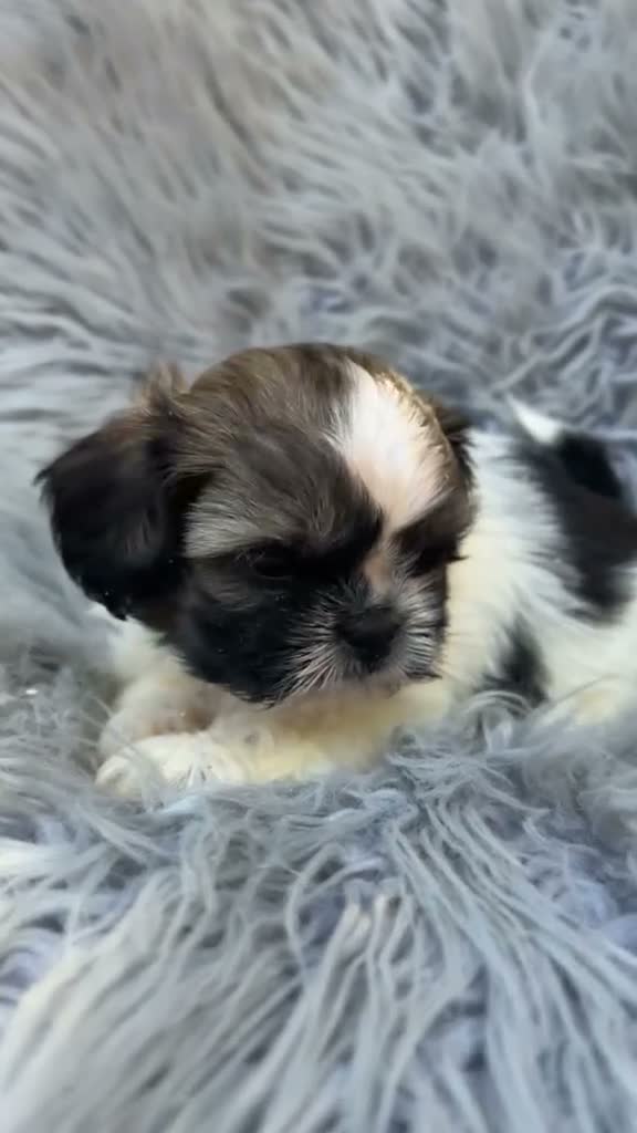 Shih Tzu perros en venta: SHIH TZU DISPONIBLES CALIDAD - Video 1