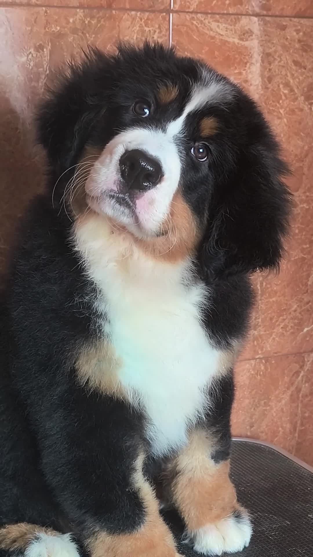 Boyero de Berna perros en venta: Boyeros de Berna calidad  - Video 3