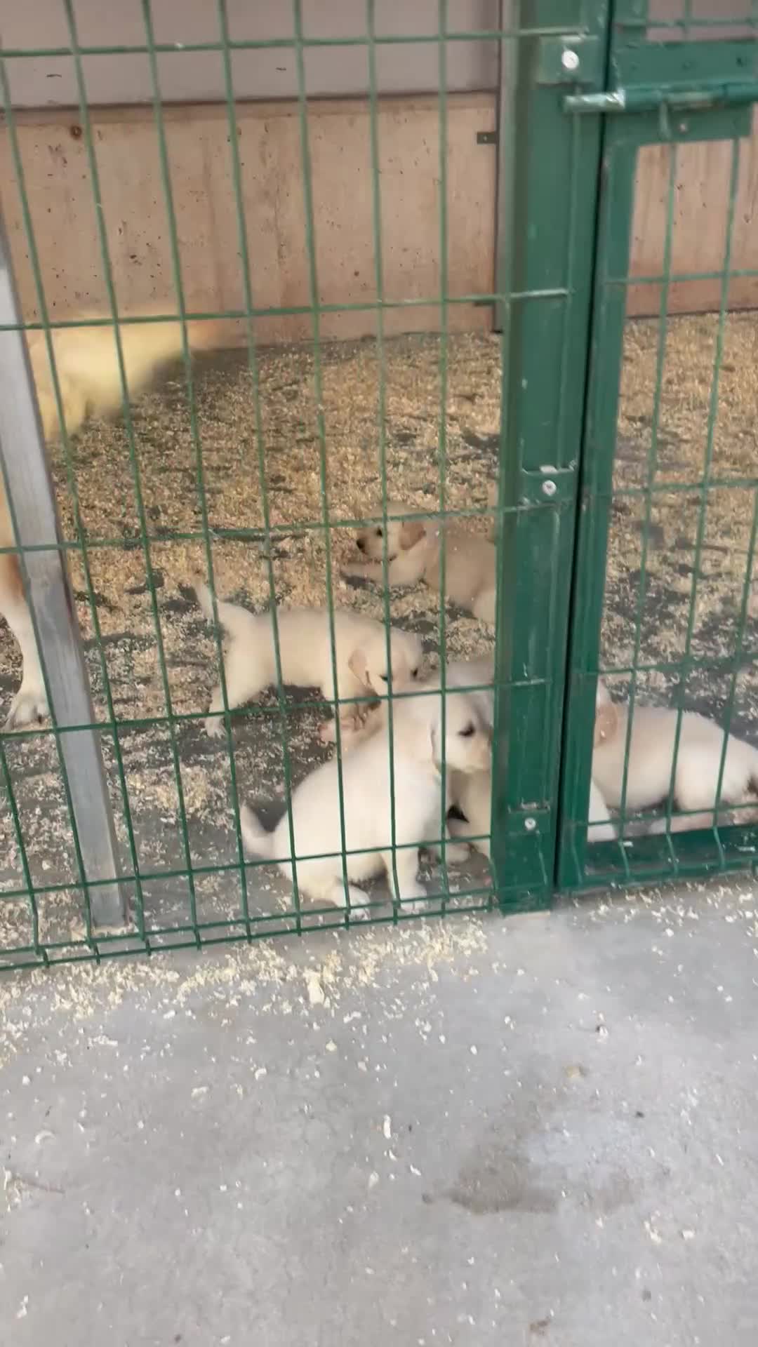 Golden Retriever perros en venta: Cachorros golden con pedigree top - Video 1