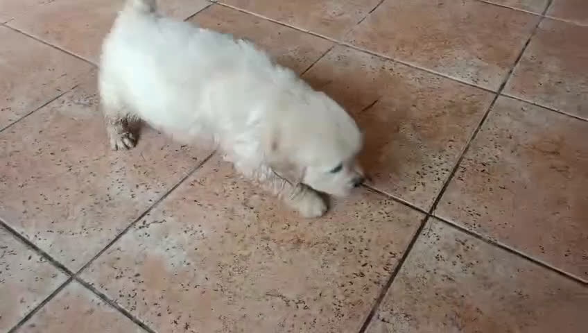 Golden Retriever perros en venta: Impresionantes Golden retriever  - Video 2